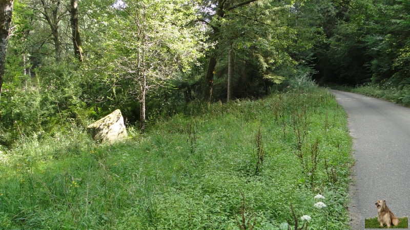 Ritterstein Nr. 210-8b Ruine Storrwoogerhof - Forsthaus.JPG - Ritterstein Nr.210 Ruine Storrwoogerhof - Forsthaus